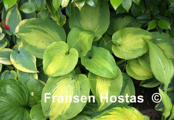 Hosta Five O'Clock Somewhere